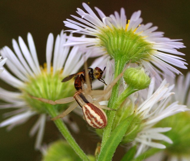 Runcinia grammica